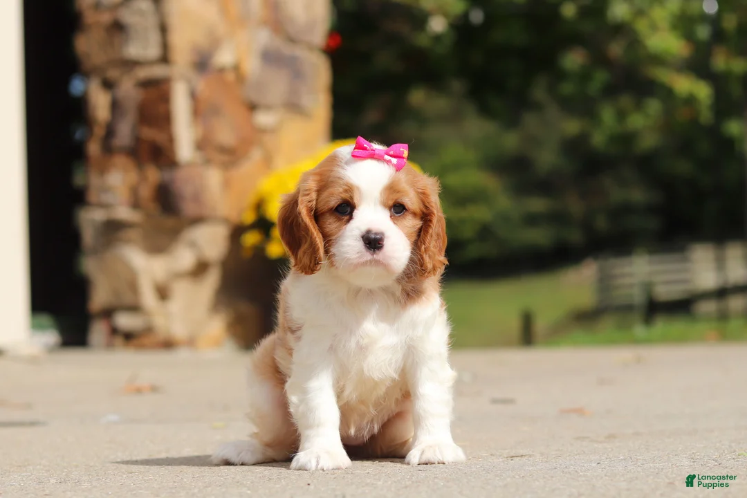 Cavalier King Charles Spaniel dogs for sale: Allie - Ad 1