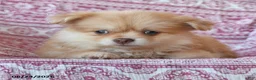 Pomeranian dogs for sale: Tanner - Ad 3