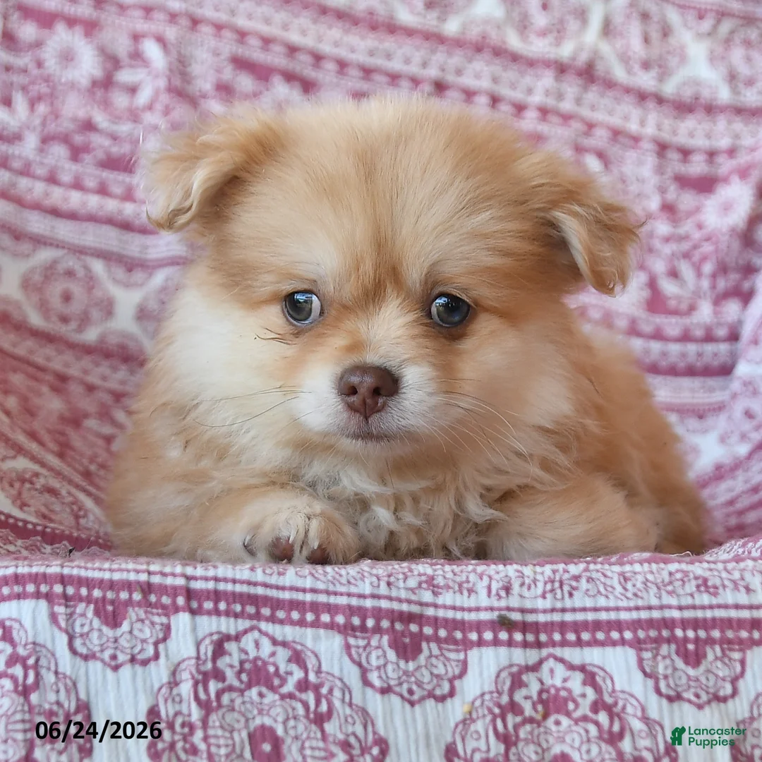 Pomeranian dogs for sale: Tanner - Ad 3