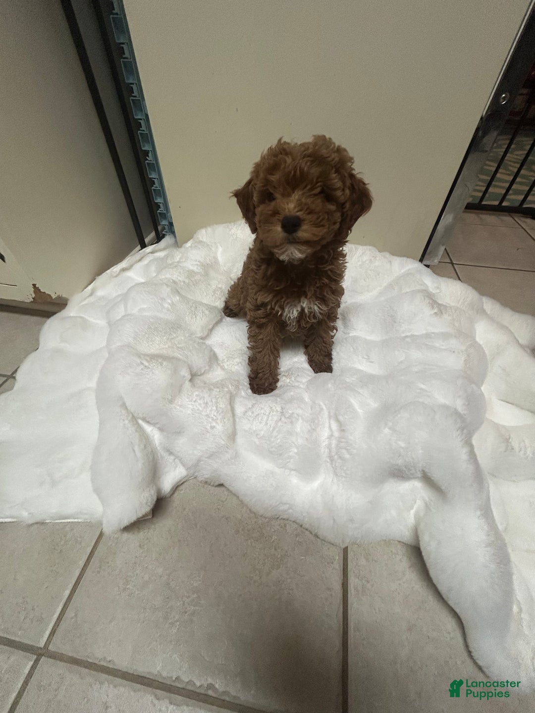 Mini Goldendoodle dogs for sale: Petite Mini Goldendoodle Sugar Plum - Ad 5