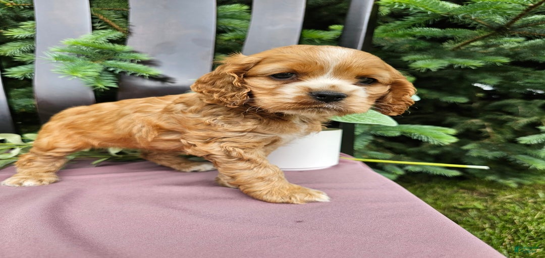 Gallery Image {{count}}