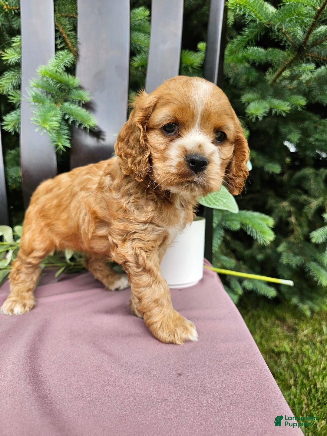 Gallery Image {{count}}