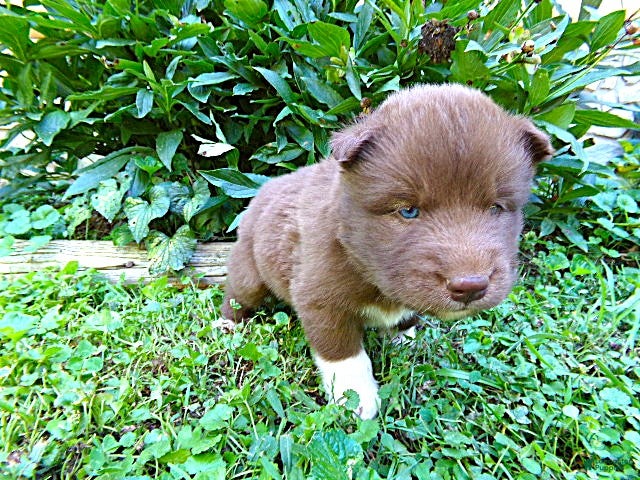Siberian Husky dogs S5 - Ad 1