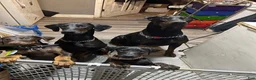 Doberman Pinscher dogs for sale: Doberman Pinscher Puppy 4 - Ad 5