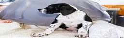 Great Dane dogs for sale: Cookie - Ad 4