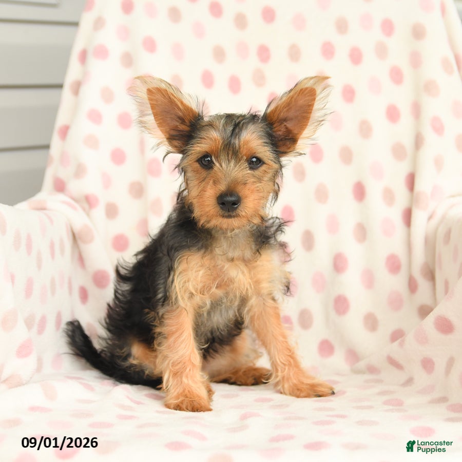 Yorkshire Terrier dogs Quincy - Ad 1