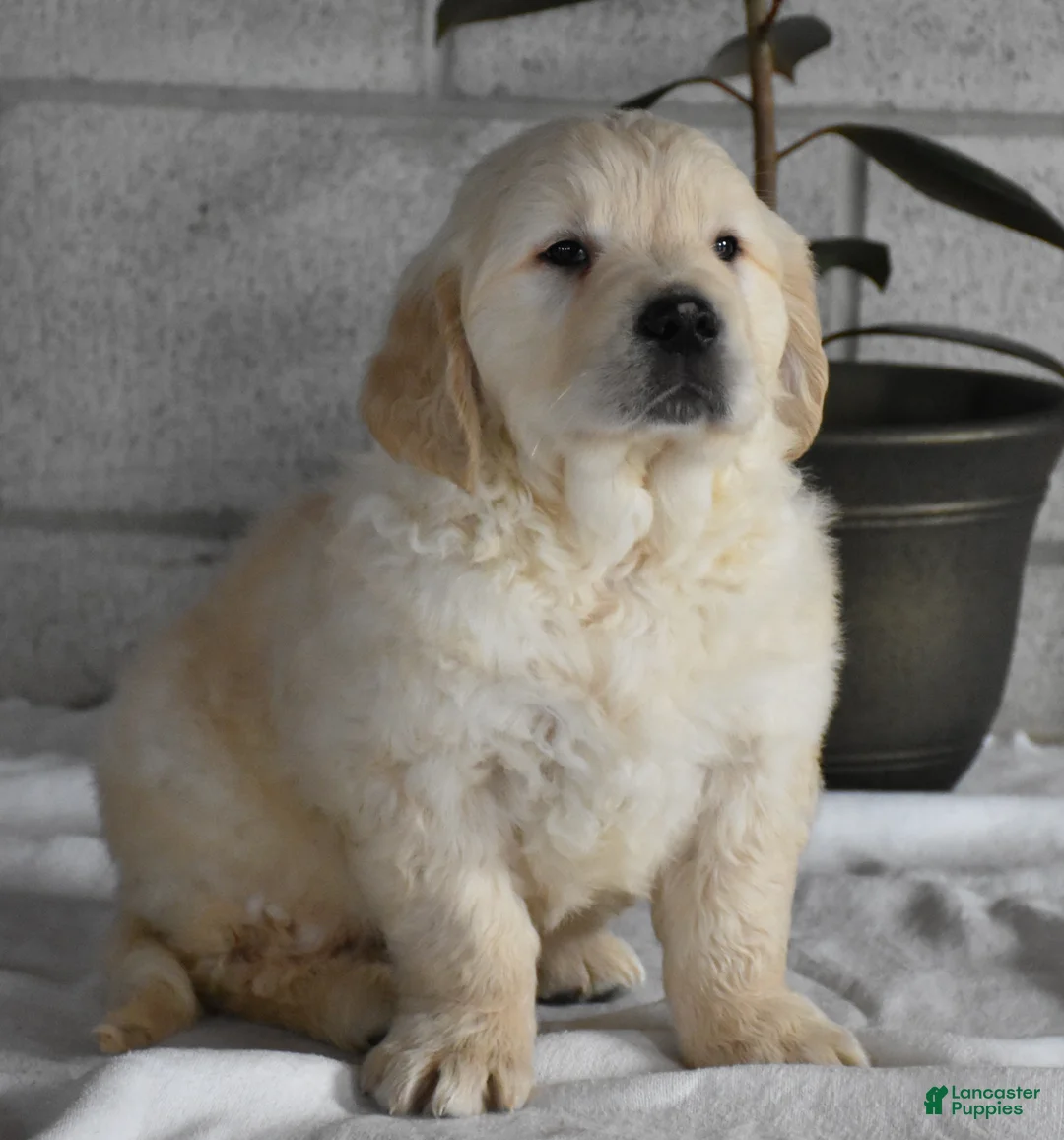 Golden Retriever dogs for sale: Cleo Genetic/OFA  - Ad 14