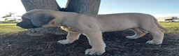 English Mastiff dogs for sale: Mark - Ad 5