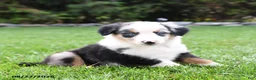 Australian Shepherd dogs for sale: Ozzy - Ad 3