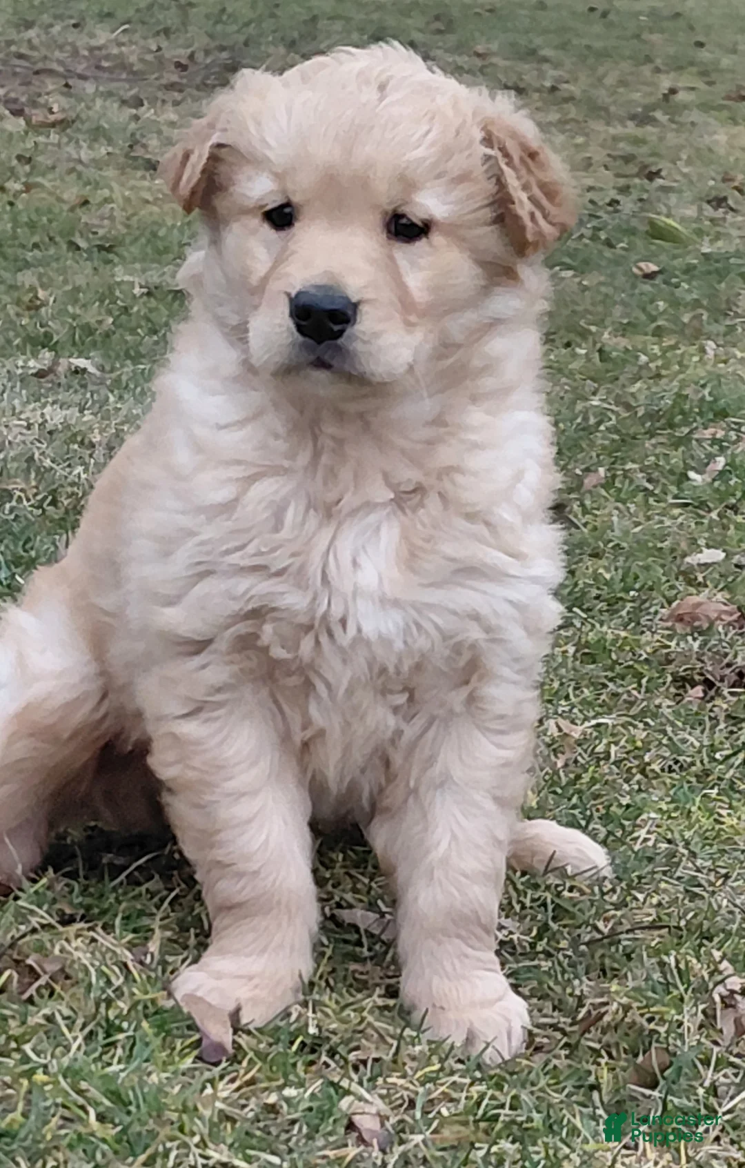 Golden Retriever dogs for sale: Max - Ad 1