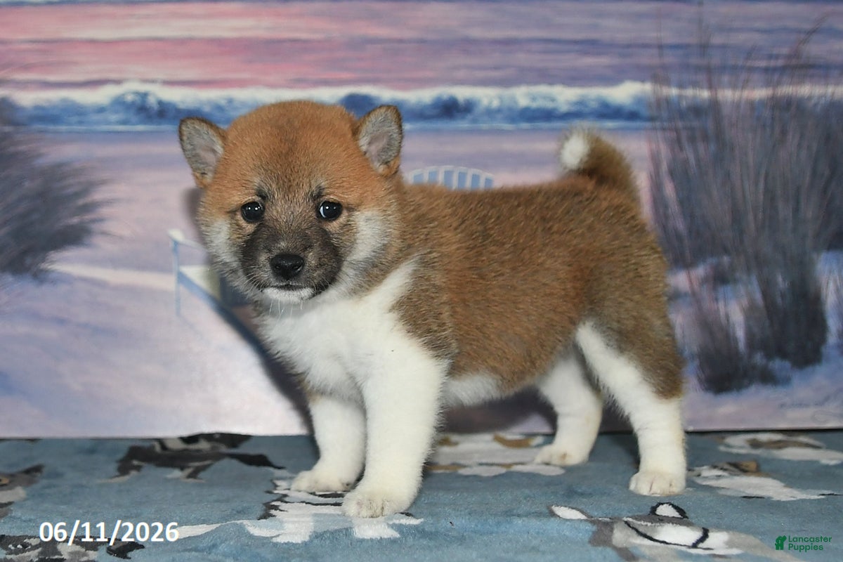 Shiba Inu dogs Jean - Ad 1