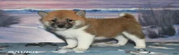 Shiba Inu dogs for sale: Jean - Ad 1