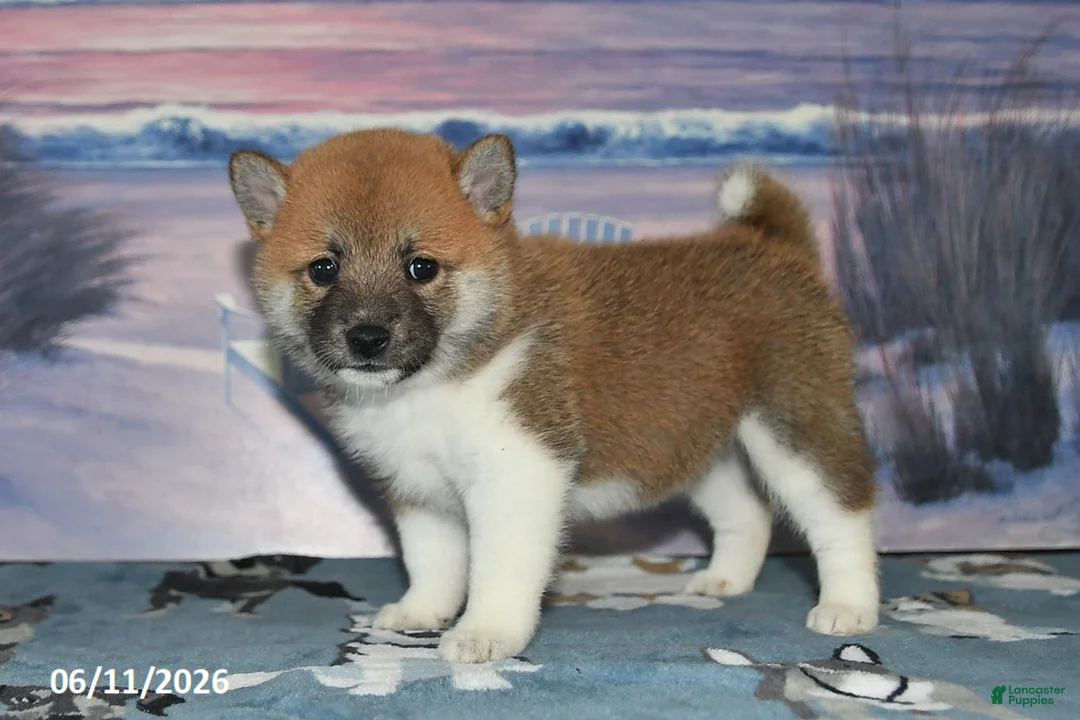 Shiba Inu dogs for sale: Jean - Ad 1