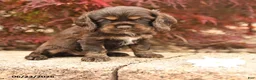 Cocker Spaniel dogs for sale: Lilly - Ad 1