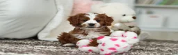 Cavapoo dogs for sale: Angela - Ad 7