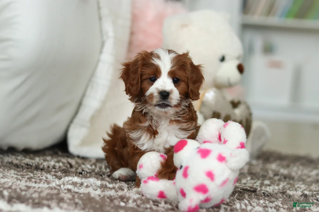 Cavapoo dogs for sale: Angela - Ad 7