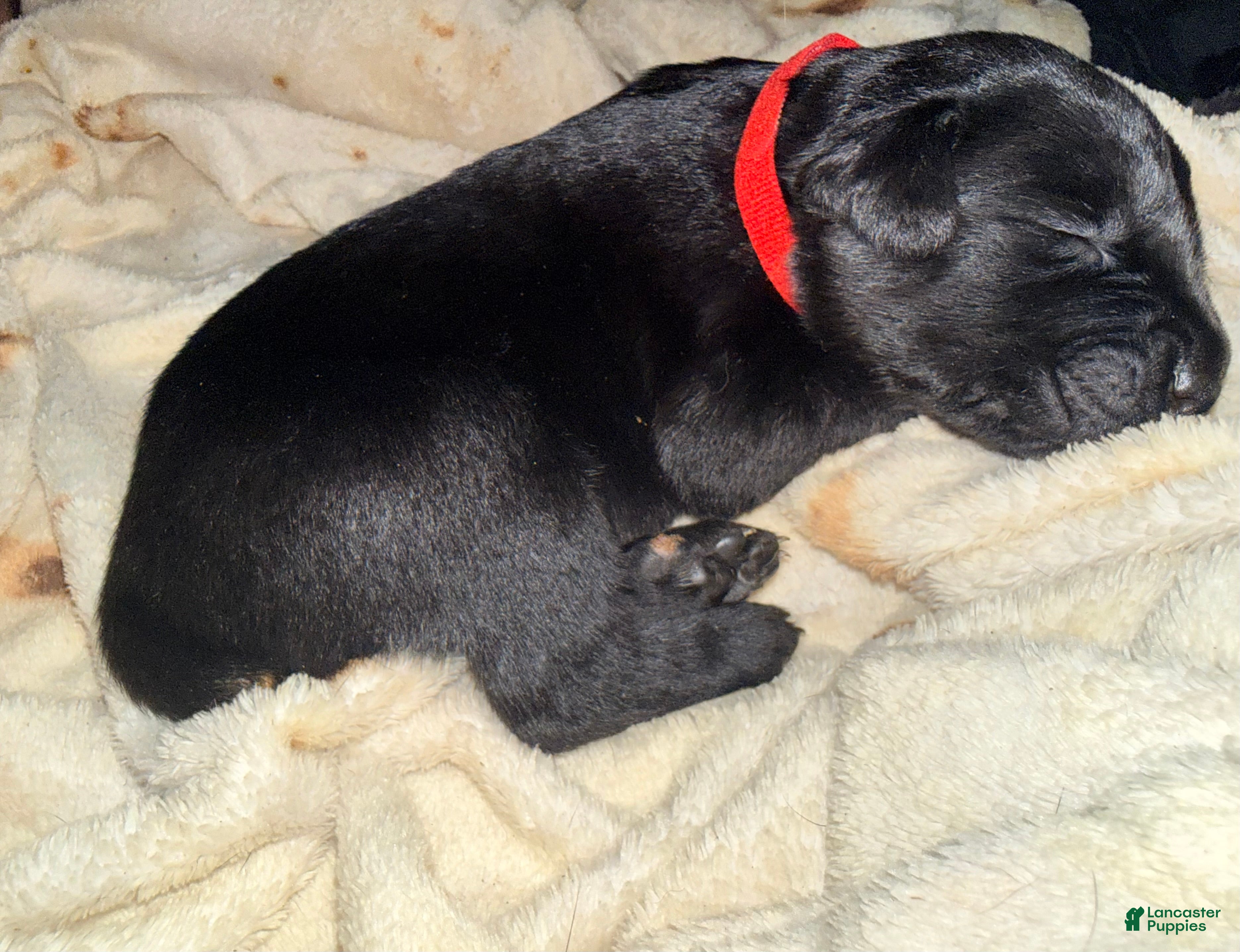 Cane Corso dogs Cain AKC red collar - Ad 3