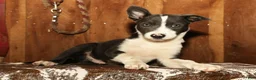 Border Collie dogs for sale: Charlie - Ad 4