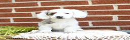 Miniature Dachshund dogs for sale: Jemma - Ad 3