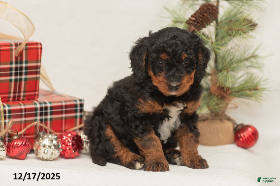 Mini Bernedoodle dogs Charlie - Ad 34