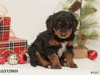 Mini Bernedoodle dogs Charlie - Ad 34