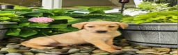 Labrador Retriever dogs for sale: Amber - Ad 1