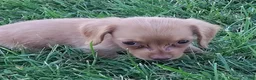 Miniature Dachshund dogs for sale: Miniature Dachshund 5 - Ad 2