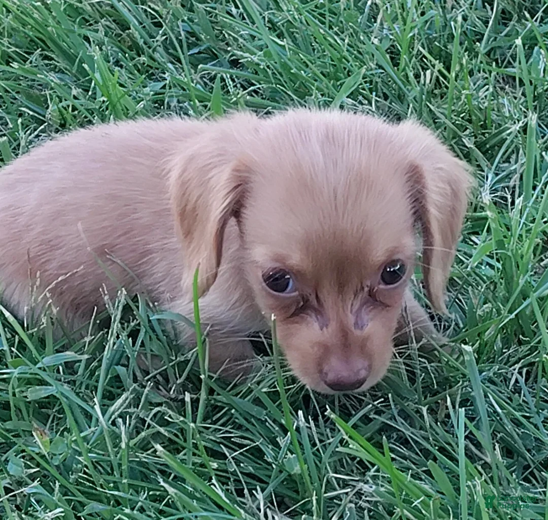 Miniature Dachshund dogs for sale: Miniature Dachshund 5 - Ad 2