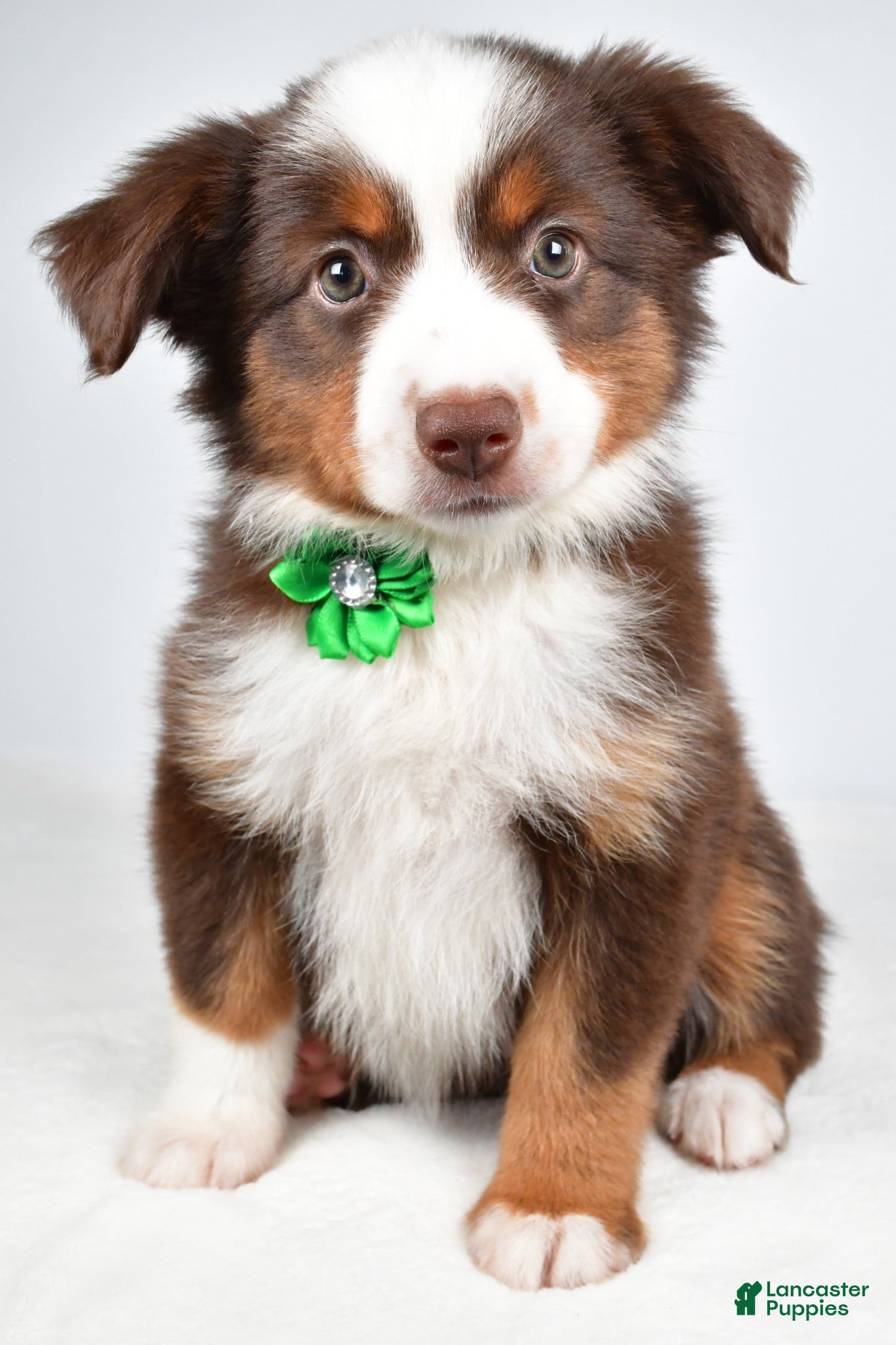 Miniature Australian Shepherd dogs Malaya - Ad 1