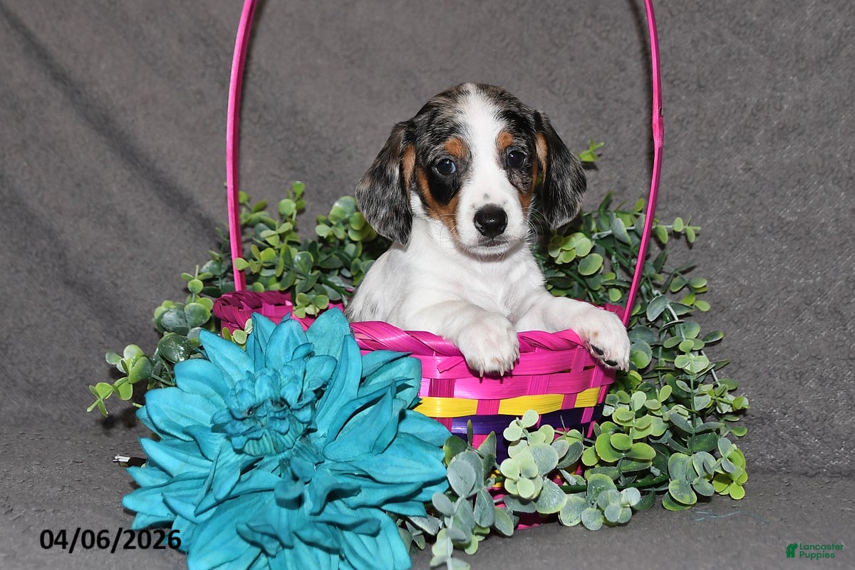 Miniature Dachshund dogs Captain - Ad 2