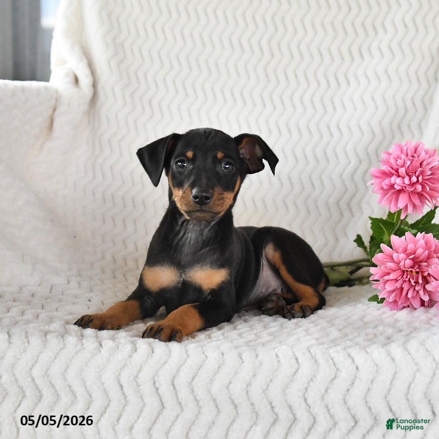 Miniature Pinscher dogs for sale: Tucker - Ad 3