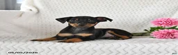 Miniature Pinscher dogs for sale: Tucker - Ad 1