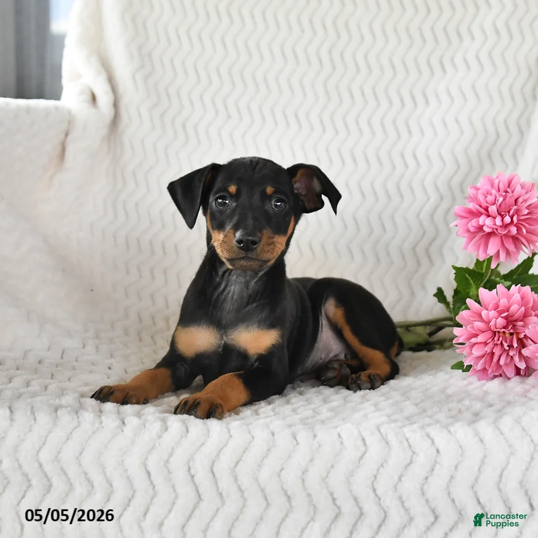 Miniature Pinscher dogs for sale: Tucker - Ad 1