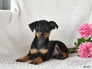 Miniature Pinscher dogs for sale: Tucker - Ad 3