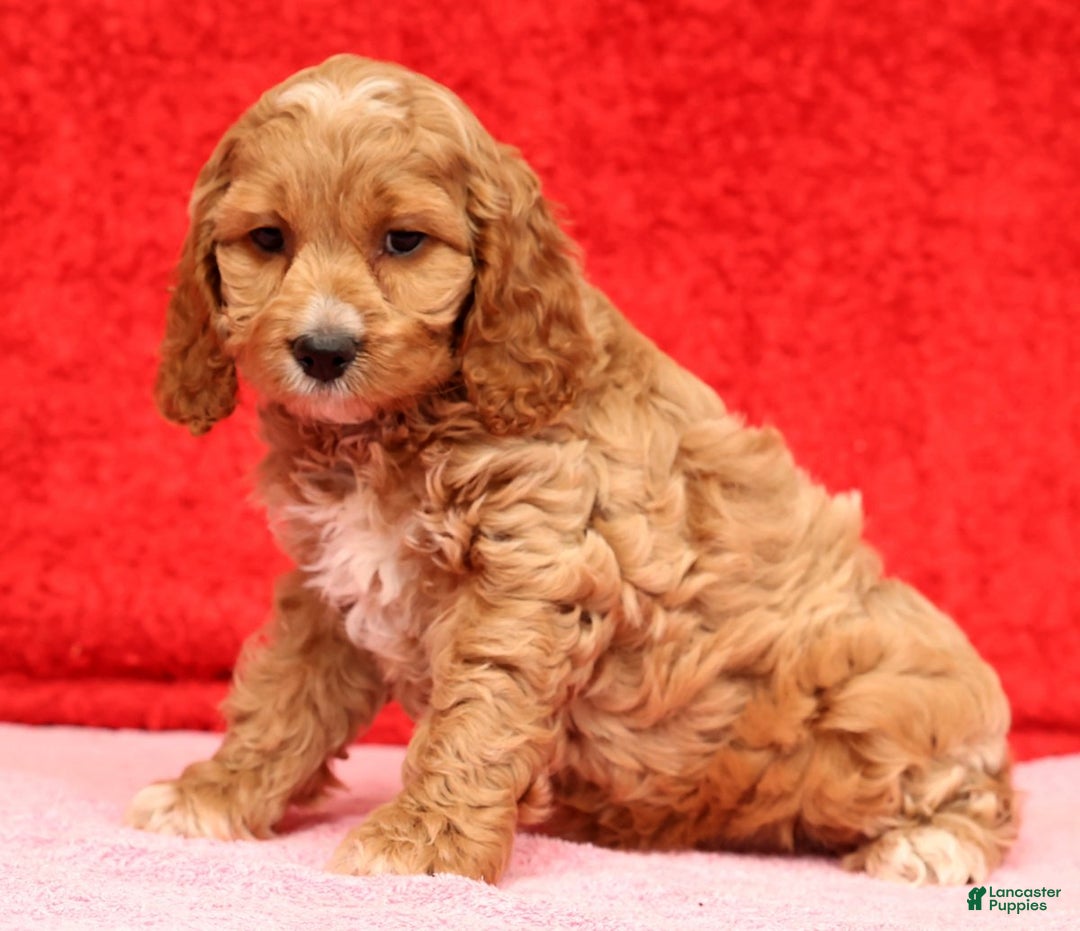 Cockapoo dogs for sale: Omah - Ad 2
