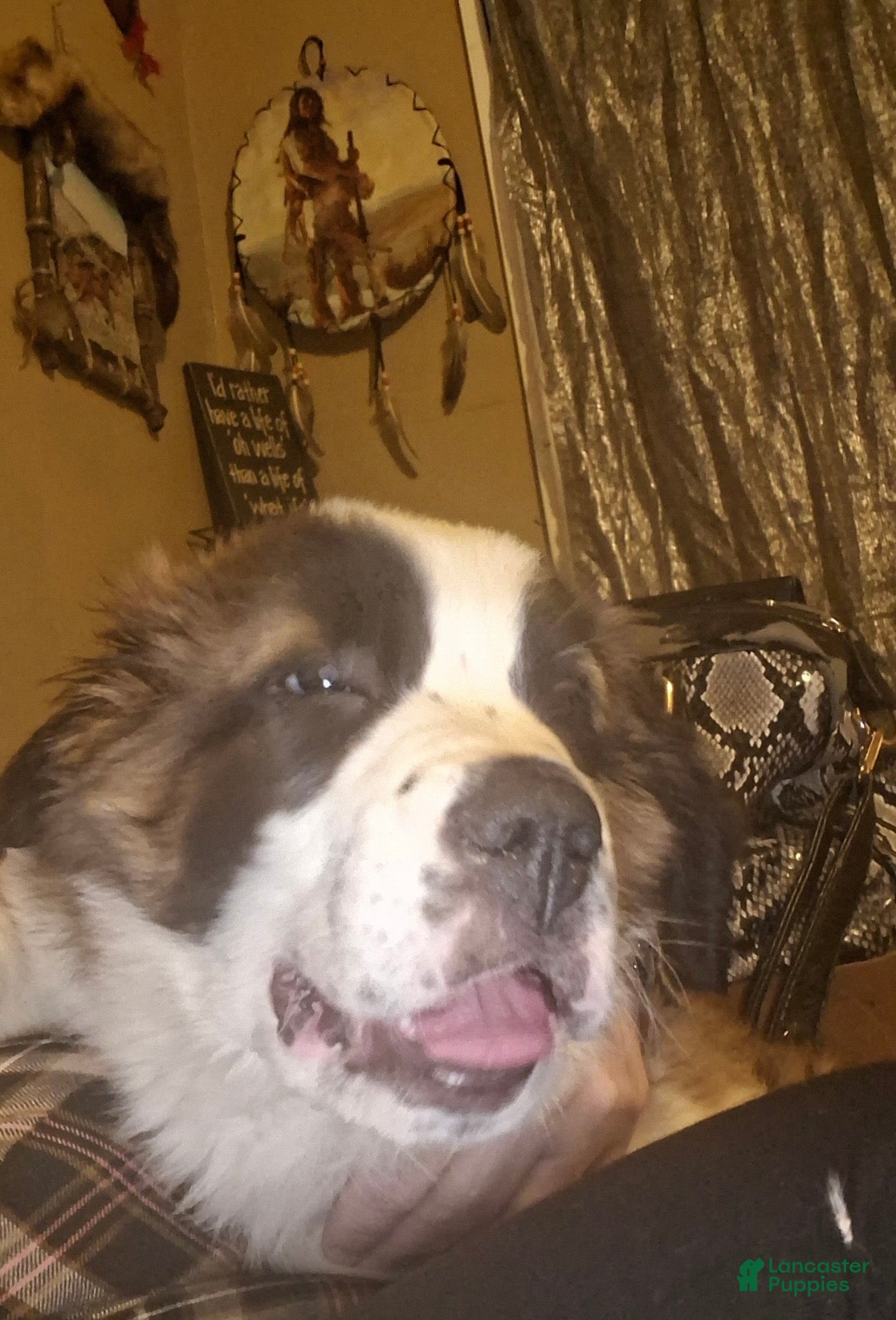 Saint Bernard dogs Saint Bernard Puppy 1 - Ad 33