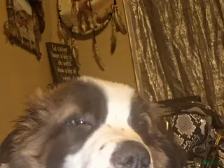 Saint Bernard dogs Saint Bernard Puppy 1 - Ad 33