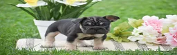 French Bulldog dogs for sale: Vespa - Ad 2