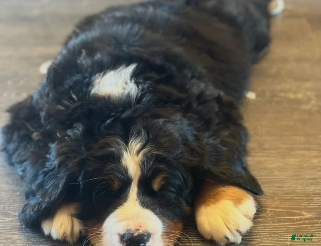 Bernese Mountain Dog dogs for stud: Atlas - Ad 3