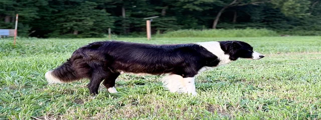 Skye