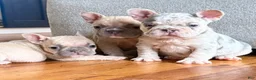 French Bulldog dogs for sale: Lola - Ad 6
