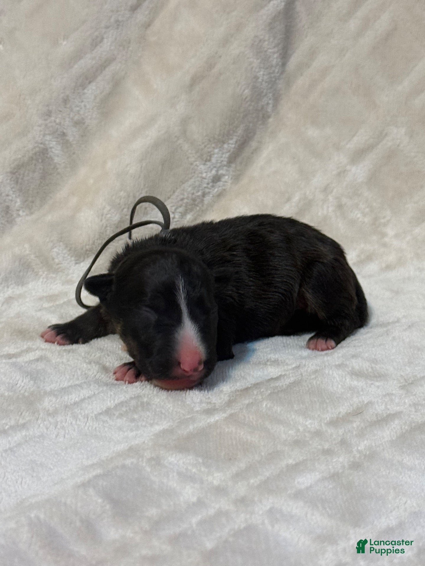 Bull Terrier dogs for sale: Boy 7 - Ad 1