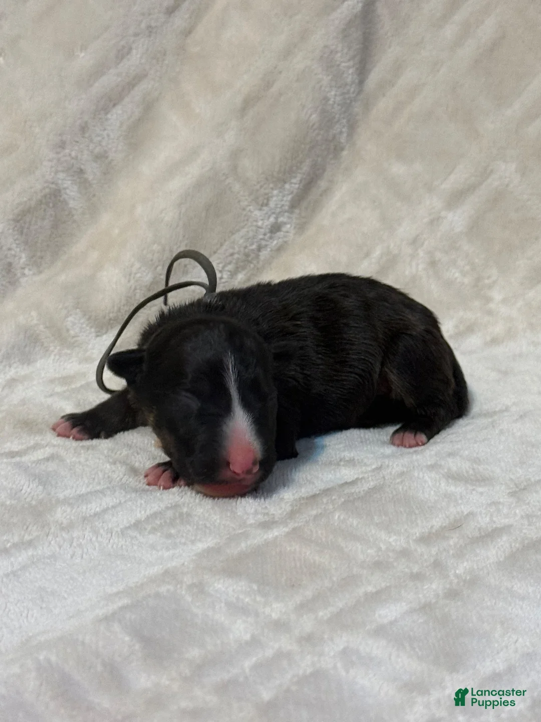Bull Terrier dogs for sale: Boy 7 - Ad 1