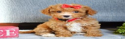 Maltipoo dogs for sale: Fargo - Ad 9