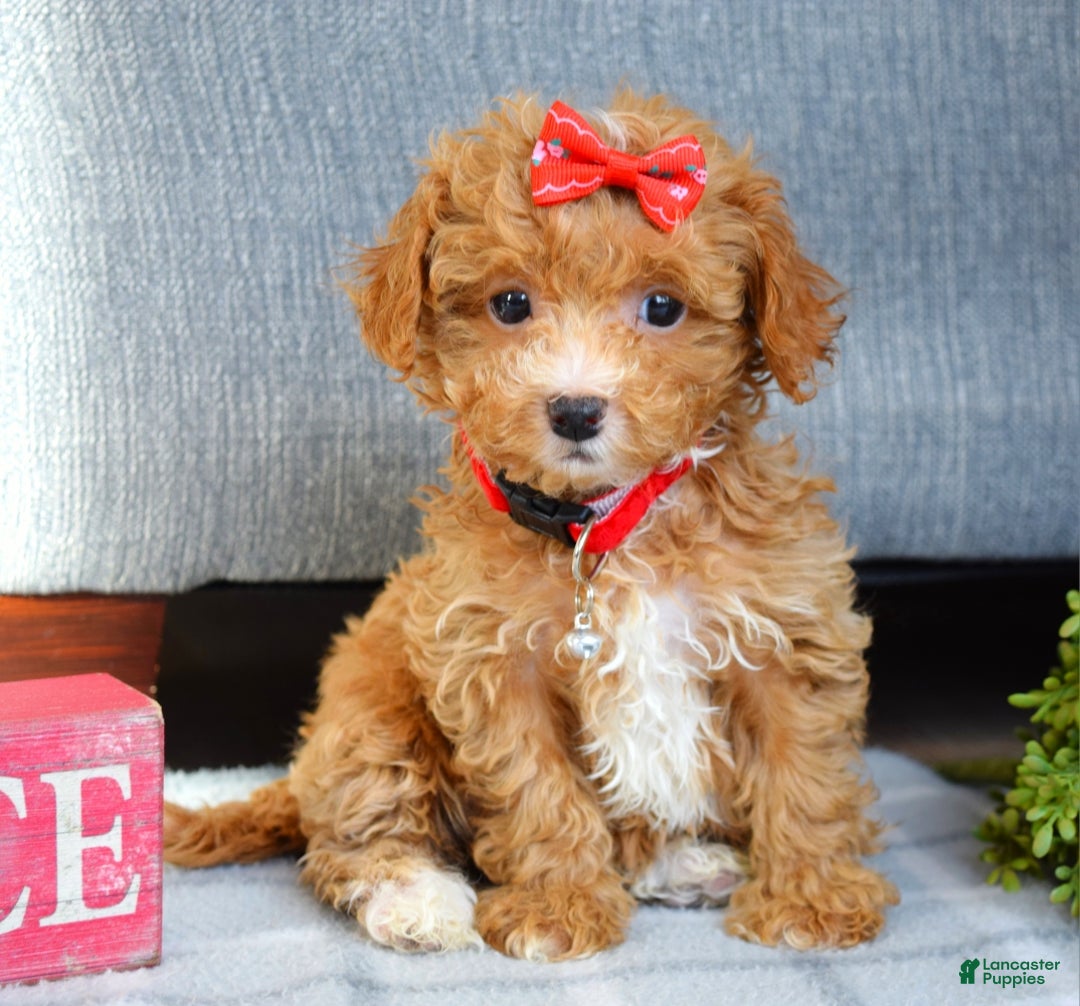 Maltipoo dogs for sale: Fargo - Ad 9