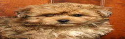 Pomapoo dogs for sale: Gavin - Ad 9