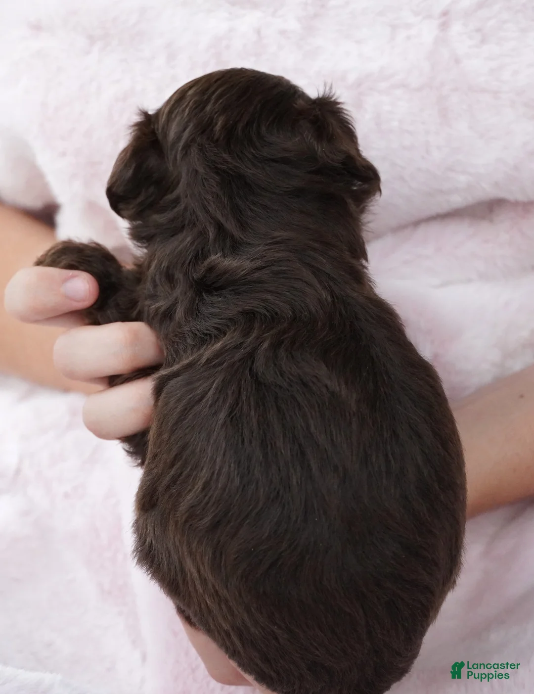 Mini Aussiedoodle dogs for sale: Mini Aussiedoodle 6 - Ad 1