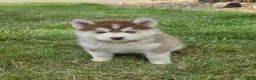 Pomsky dogs for sale: Piper - Ad 9