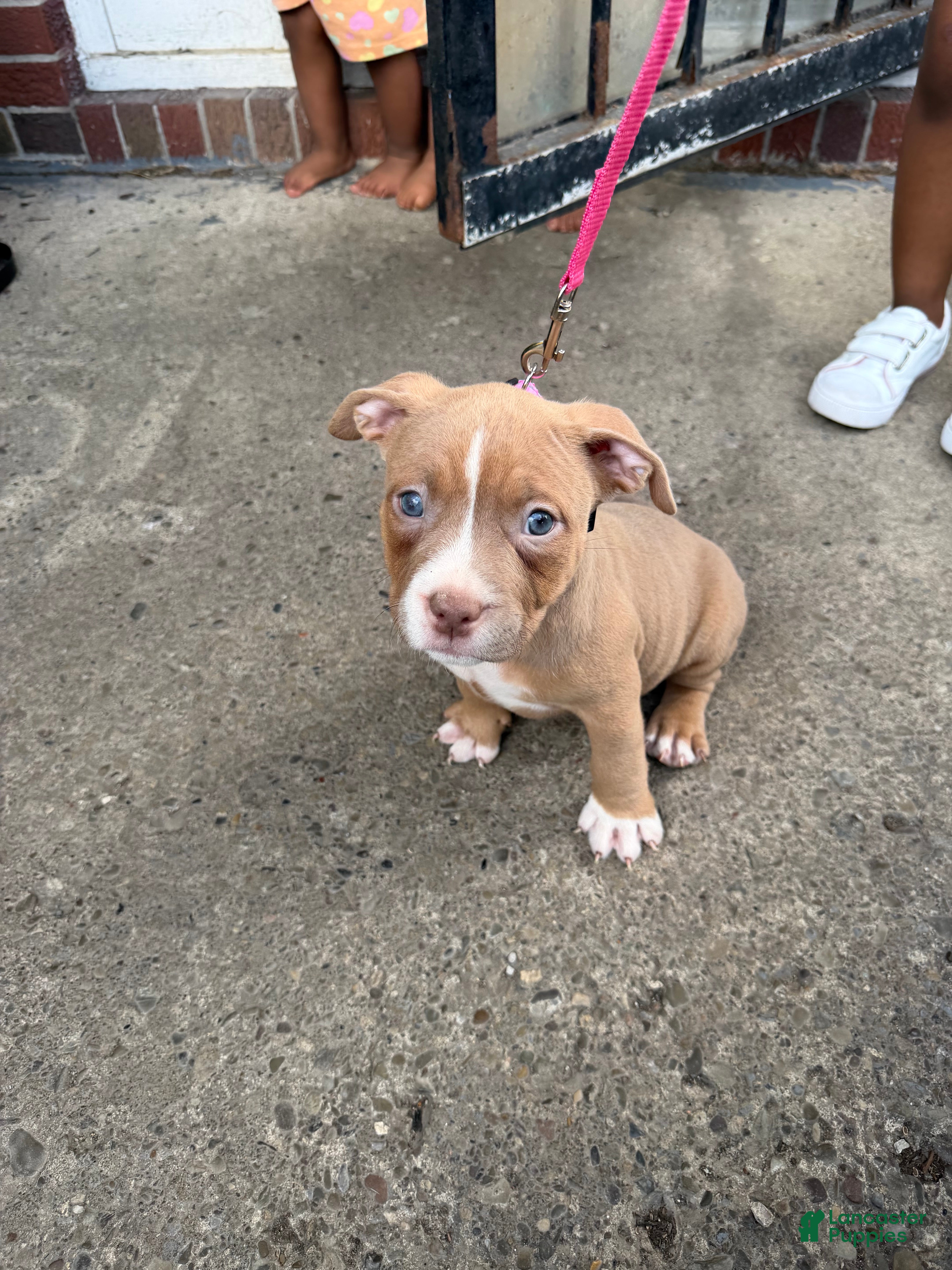 American Bully dogs Riley - Ad 2