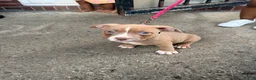 American Bully dogs for sale: Riley - Ad 2